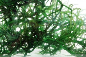 spirulina platensis fikocyjanina